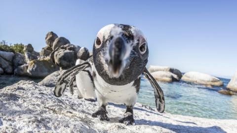 African penguin peers into the camera lens