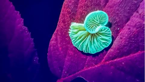 Mushroom on a leaf, in UV colouring showing the mushroom to be a lime green and the leaf as red