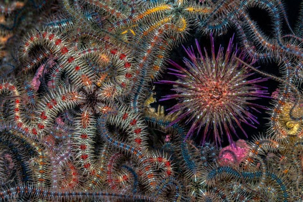 A carpet of marine life, brittle stars and sea urchin, in Loch Leven, Oban, Scotland.