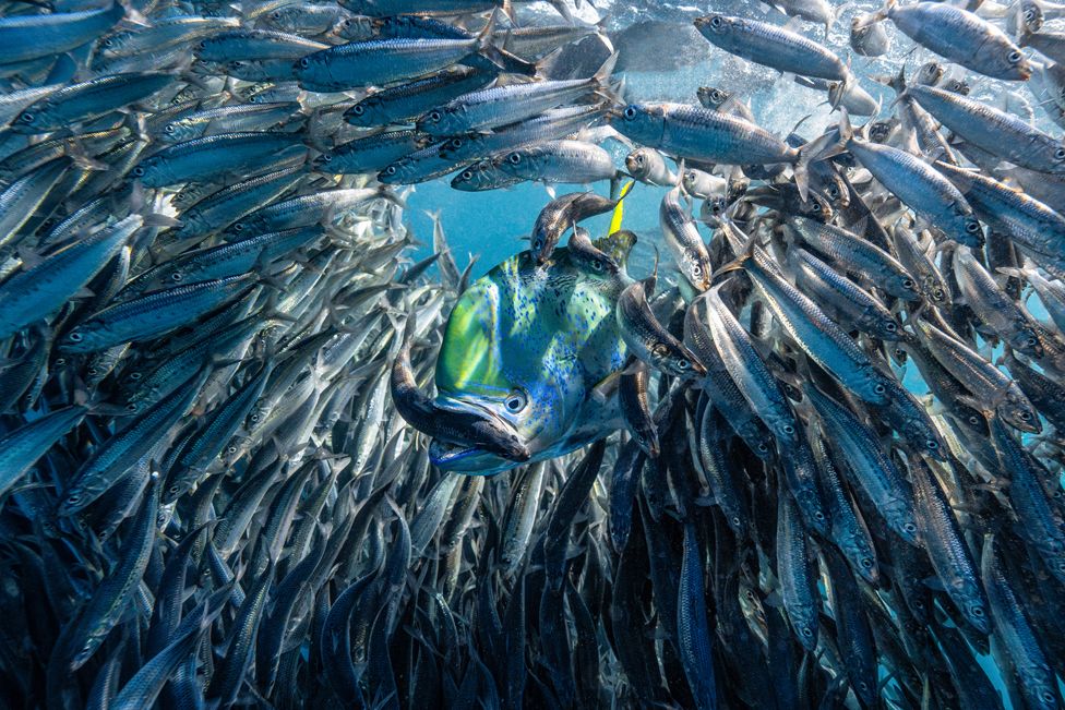 a mahi-mahi catching a sardine, in Mexico