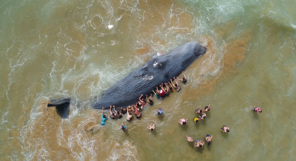 Beachgoers try to save a stranded sperm whale in Portugal