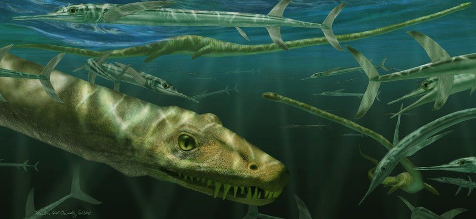 An artist's impression of Dinocephalosaurus orientalis swimming alongside prehistoric fish known as Saurichthys
