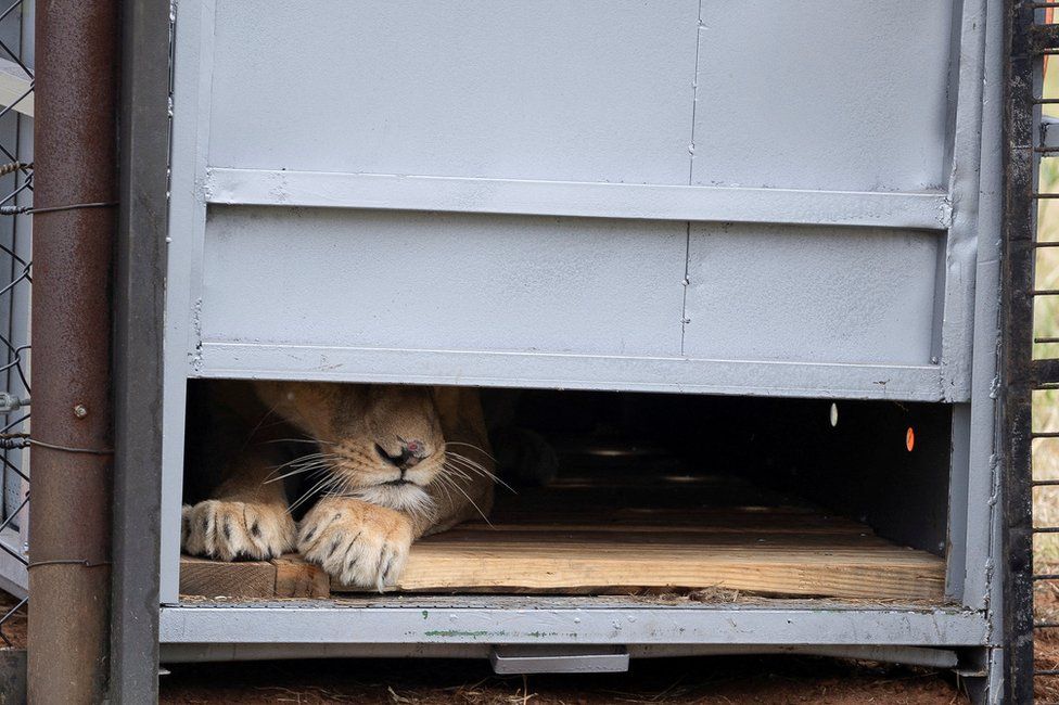 One of eleven lions is released at Lionsrock Big Cat Sanctuary outside Bethlehem, central Free State province, in South Africa.