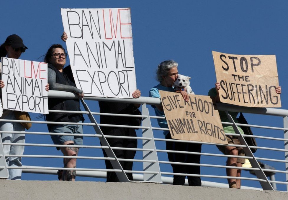 People hold up signs saying "ban live animal export", "stop the suffering" and "give a hoot for animal rights".