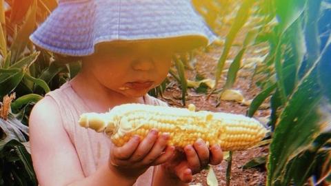 Bodhi in a Corn field, eating a corn