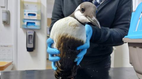 A guillemot which was found covered in oil