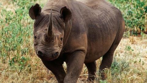 Black Rhinoceros (Diceros bicornis), Hluhluwe-Imfolozi Park, Kwazulu-Natal, South Africa