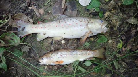 Fish killed after a leak on July 21 2019 spilled untreated effluent into Shawford Lake Stream in Waltham Chase