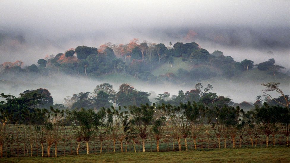 View of mist-shrouded forest in Dominican Republic (Credit: Getty Images)