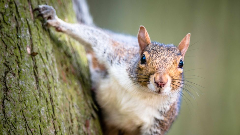 A grey squirrel, an invasive species in the UK