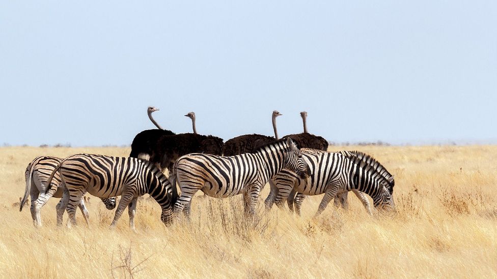 A herd of zebras in Namibia graze besides a group of ostrich (Credit: Getty Images)