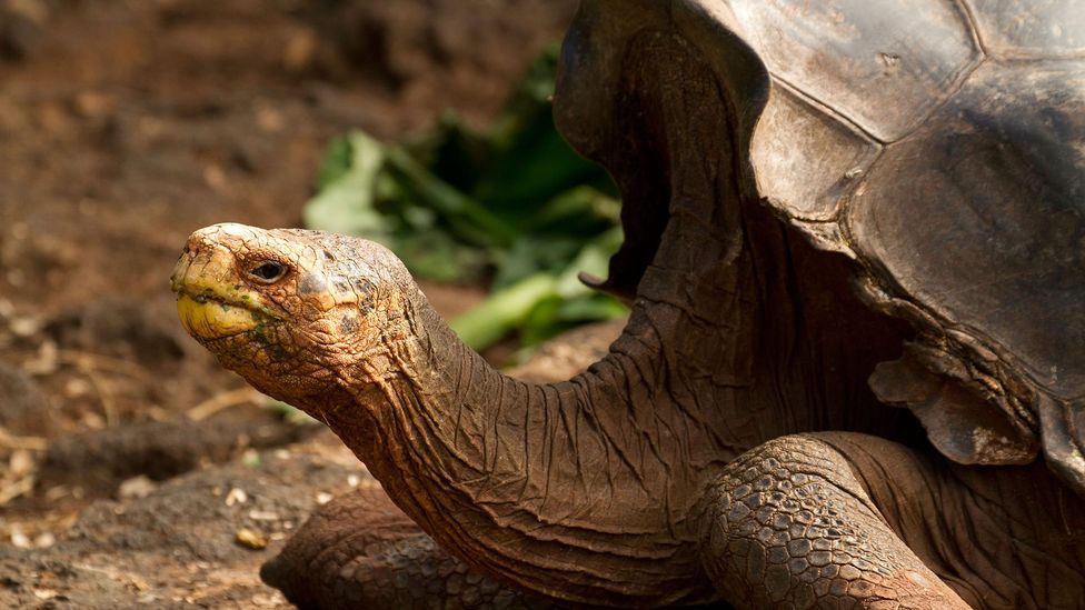 Diego, the tortoise who almost single handedly saved his own species