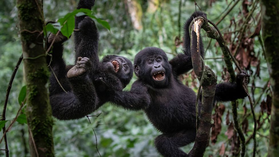 Two young gorillas playing in a tree (Credit: Getty Images)